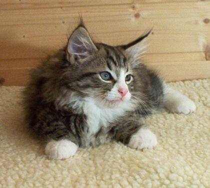 Norwegische Waldkätzchen