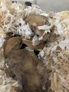 Junge Rennmäuse Gerbil