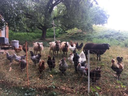 Musterbauernhof, nach alter Tradition