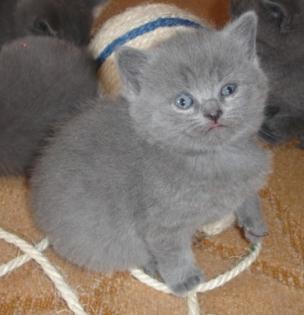 Supersüsse Kartäuserbabys