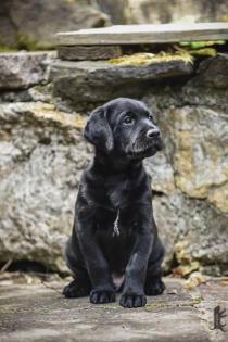 Schwarze Labrador Welpen vom Sauboden FCI für Familie und Jagd