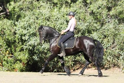 Friesen Wallach mit Papier / Pinto Barockpferd
