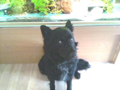 10 mon.alter Schäferhund sucht dringend neues zuhause!!!!!!!