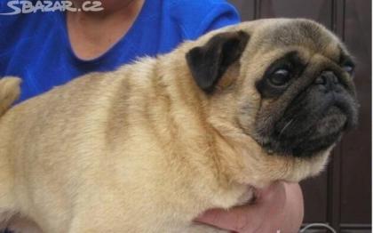 Mops - zu verkaufen Welpen mit Stammbaum FCI - beige und schwarz