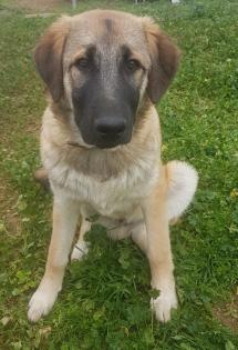 Baolou ein ruhiger Zeitgenosse