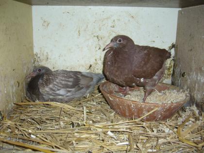 Hubbeltauben zu verkaufen