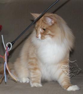 Norwegischer Waldkater suchen neuen Wirkungskreis