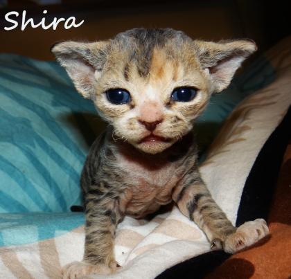 Devon Rex Kätzchen mit Stammbaum