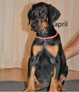Reinrassige Dobermannwelpen aus Erbzucht deutscher Rassen