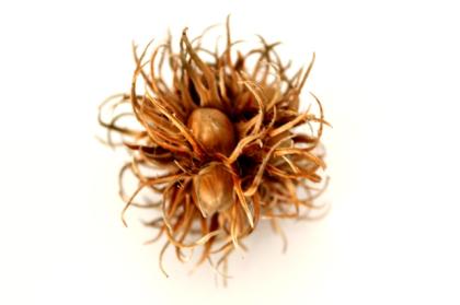 Versch. Naturfutter / Laub als Futter für Garnelen, Krebse Apfelschnecken, Welse