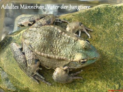 Kos Seefrosch ( Pelophylax ridibundus ssp. )
