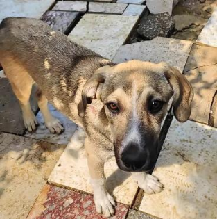 Murphy sucht ein passendes Zuhause