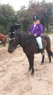 Aus Hobby Zucht mehrere Geritten und gefahrene Shetty's und Pony's zu Verkaufen