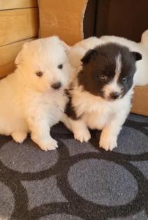 Mittelspitz Welpen zu verkaufen