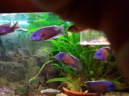 Aquarienpflanzen + Malawis
