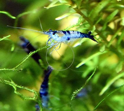 Carbon Rili Blue, Zwerggarnele, reinerbig (Versand/ Abholung)