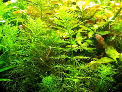 Guyana Tausendblatt, RARITÄT, Aquarienpflanzen , Versand