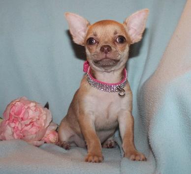 Chihuahua- und Minichihuahuawelpen aus seriöser Zucht