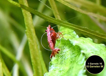 Zwerggarnelen, reinerbig, ab 0, 90€ (Versand/ Abholung)