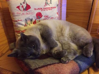 Kater vermisst in Dietzenbach - Bitte melden !