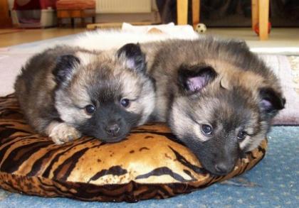 Mittelspitzrüdenwelpe orange,0851-83572