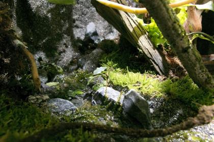Paludarium / Terrarium für Pfeilgiftfrösche (Dendrobaten)