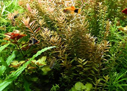 Indische Rotala, Aquariumpflanzen, Versand