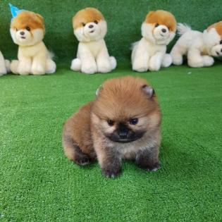 Teacup Pomeranian Spitz Welpen für Ihre Kinder