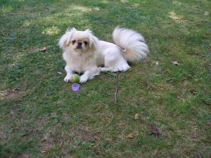 Wunderschöne reinrassige Pekinesen Dame 