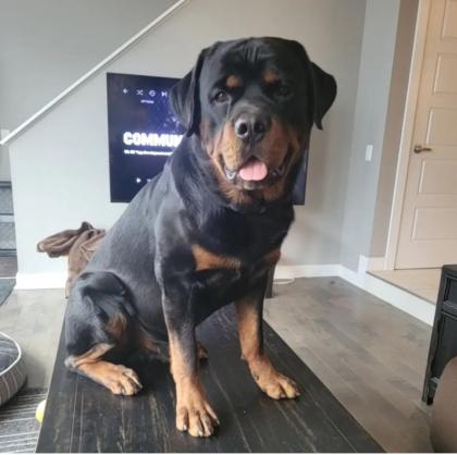 Rottweiler aus liebevoller Familie