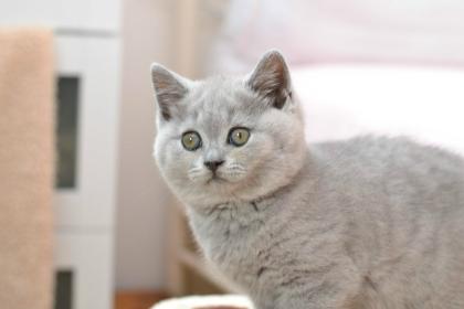 BKH Katzenbabys mit Stammbaum