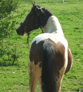 Pinto Deckhengst 5Jährig für 2021 