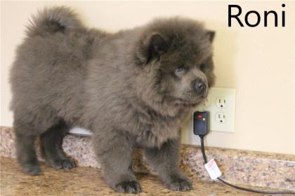 Süße gesunde Welpen