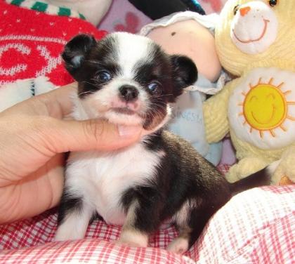   Reinrassiger Langhaar Chihuahua  Welpen mit Papieren zu verkaufen