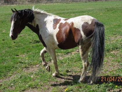 Pinto Deckhengst 5Jährig für 2021 