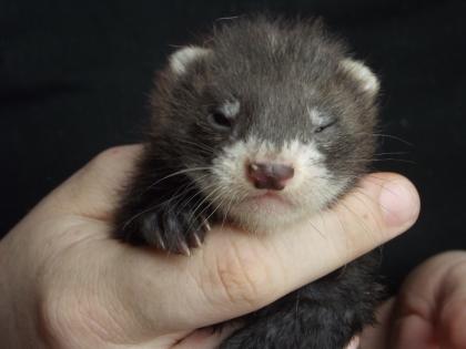 Habe ab dem 7.7.13 süße Frettchenwelpen abzugeben. 