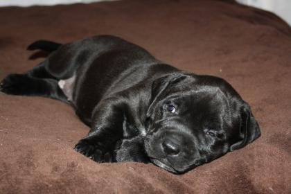 Hunde, Welpen, Saupacker, Molosser, mit Papieren,.....