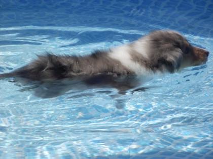Amerikanische Colliewelpen in tricolor und blue-merle