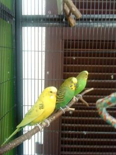 Grüner Wellensittich entflogen