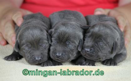 Labrador Retriever premium Welpen, “light Silber”, “light Charcoal”