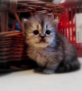 Perserkatzenbabys ab 14. Dezember 2021 abzugeben , 2 Kater silver - shaded , 1 K