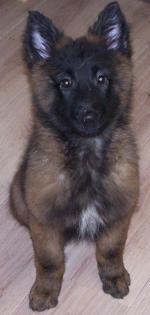 2 Tervueren Hündinnen geb am 23.10.2021