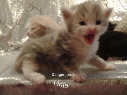 Norwegische Waldkatzen Babys mit viel Fell,Lixpinsel,in tollen Farben !