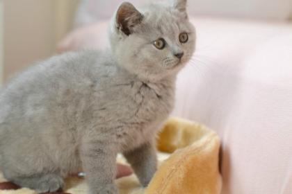 BKH Katzenbabys mit Stammbaum