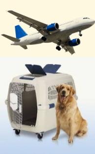 Flugboxen gemäß IATA Bestimmungen für Hunde, Katzen 
