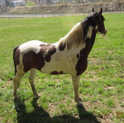 Pinto Deckhengst 5Jährig für 2021 