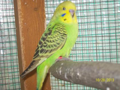 Verkaufe aus Hobbyzucht in Aussenvolieren junge Wellensittiche verschiedene Farb