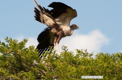 Rundreise, Südafrika, individuell, Schwerpunkt Vogelbeobachtung, Ausarbeitung ei
