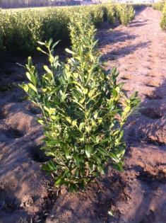 Heckenpflanzen Kirschlorbeer , Eibe , Taxus , Glanzmispel , Thuja