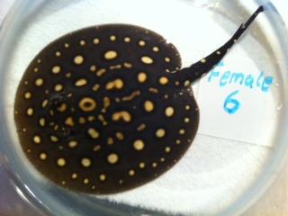 Rochen Potamotrygon Leopoldi Black Diamond